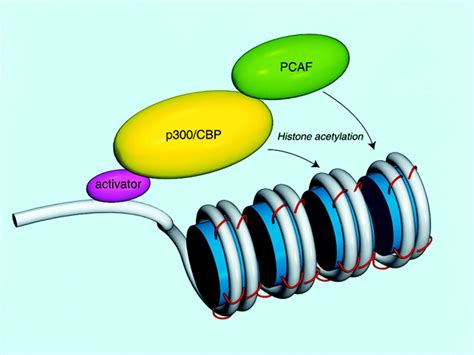 The Transcriptional Coactivators P300 And CBP Are Histone