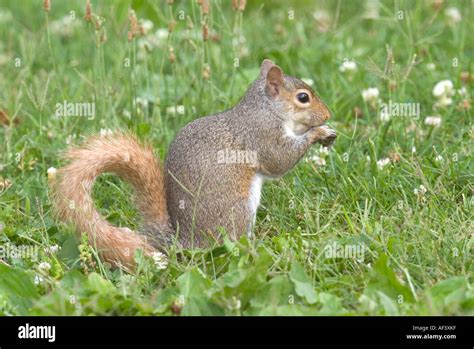 Eastern Gray Squirrel Stock Photo Alamy