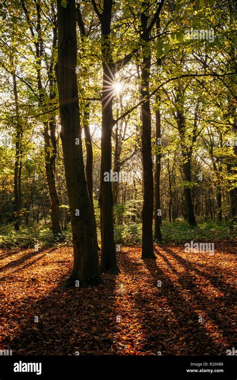 Hainault Forest Hi Res Stock Photography And Images Alamy