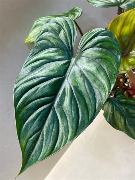 Philodendron Plowmanii Black Face Furniture Home Living Gardening