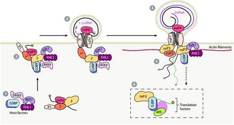 Model Of CHIKV Replication Complex Assembly Step 1 G3BP FHL1 DHX9