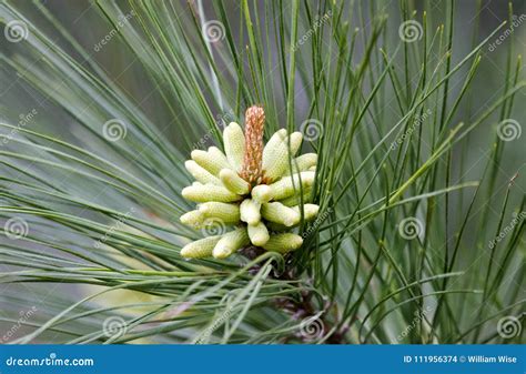 Spring Loblolly Pine Pollen Cones In Georgia Usa Stock Photo Image