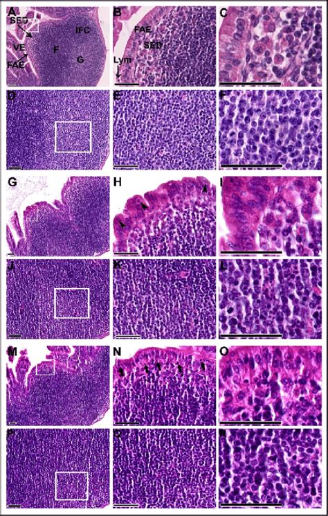 Light Microscope Images Of Peyer S Patches Pps Showing The