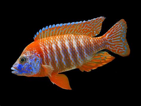 Red Peacock Cichlid - AquaFood