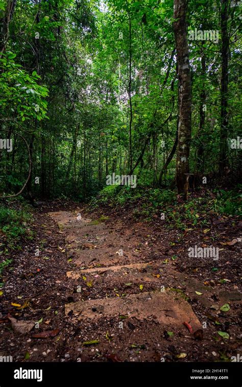 stairs hidden   mysterious forest stock photo alamy