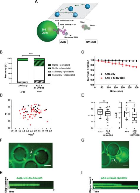 Single Molecule Analysis Reveals That Uv Ddb Stimulates Aag By