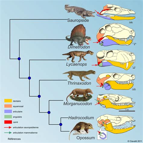 Arbre évolutif Des Mammifères