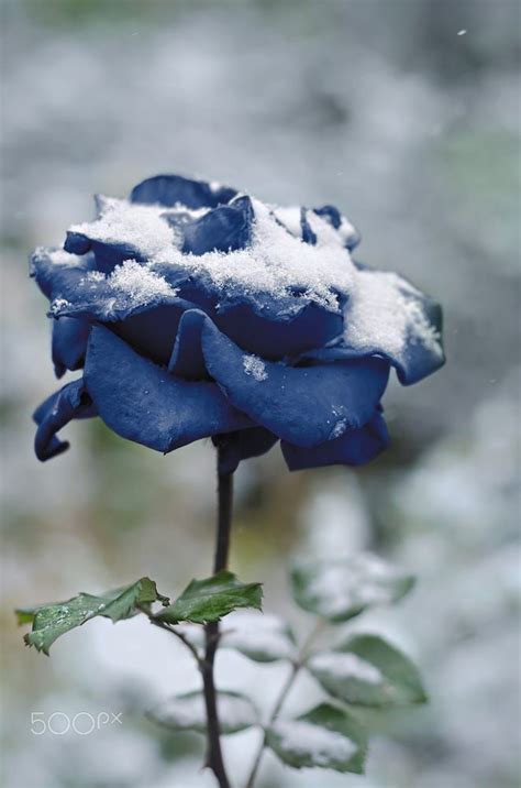 The Rose In The Snow Amid Nature Bokeh Tinted In Blue By Galina