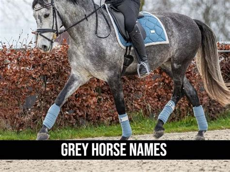 Grey Horse Names [250+ Unique Ideas to get Inspired]