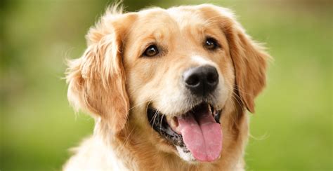 Golden Retriever ranked most popular dog breed in Canada | News