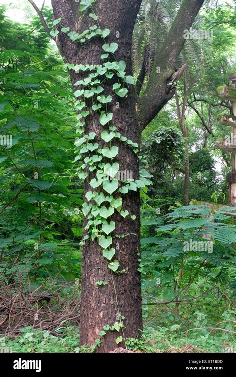 Jungle Creeper Hi Res Stock Photography And Images Alamy