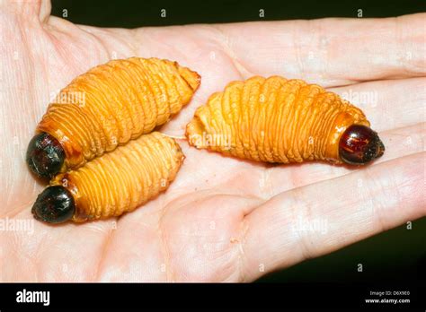 Edible Palm Weevil Larvae Rhynchophorus Hi Res Stock Photography And