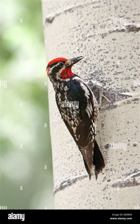 Red Naped Sapsucker On Aspen Tree Perching Bird Birds Woodpecker