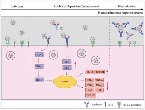 Viruses Free Full Text Progress In PRRSV Infection And Adaptive