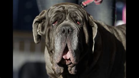 Worlds Ugliest Dog Contest 2018 English Bulldog Zsa Zsa Wins Cnn