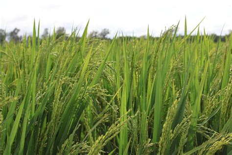 El rendimiento de arroz llegó a 2 5 toneladas el más bajo en los