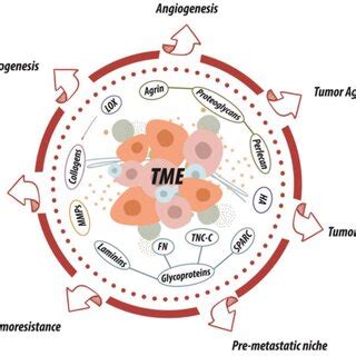 Schematic Representation Of The Mechanisms By Which The Ecm Affects