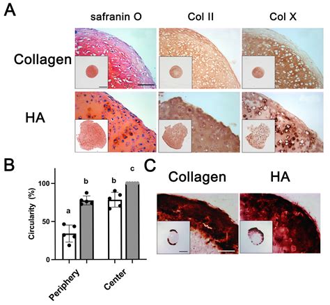 Integrated Bone Formation Through In Vivo Endochondral Ossification