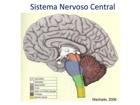 Sistema Nervoso Central Esquema Artofit