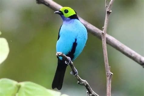 Discover 10 Fascinating Facts About Paradise Tanagers