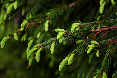 Spruce Buds Stock Image Image Of Springtime Beautiful 25127613