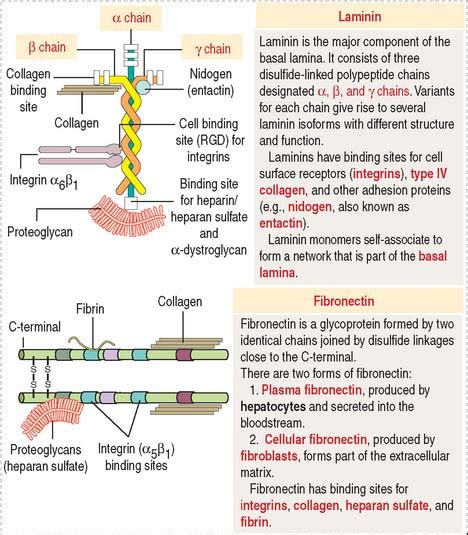 Epithelium Clinical Gate