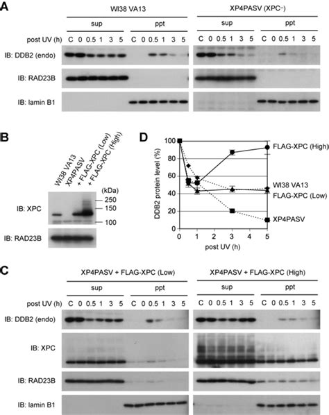 Xpc Suppresses Uv Induced Degradation Of Endogenously Expressed Ddb2