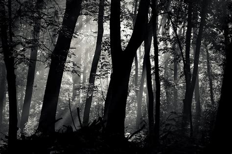 Fondos De Pantalla Luz De Sol Árboles Bosque Monocromo Naturaleza Rama Niebla Rayos De