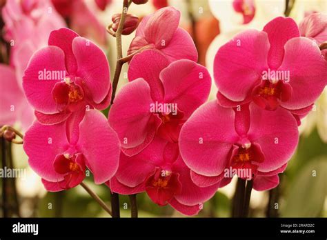 Phalaenopsis Orchid Orchids Hi Res Stock Photography And Images Alamy