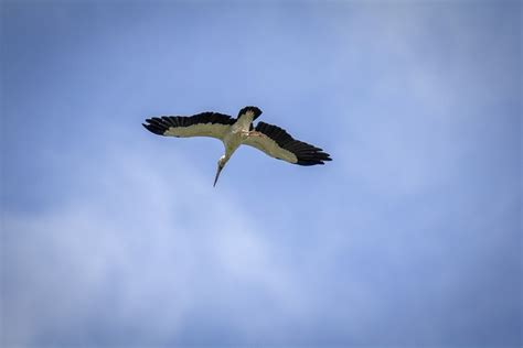 Stork Bird Flying Free Photo On Pixabay Pixabay