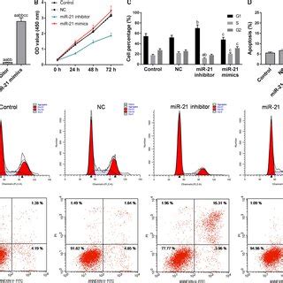 Effects Of Mir On Proliferation And Apoptosis Of Bladder Cancer