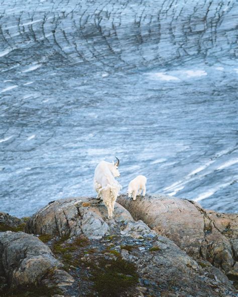 The Ultimate Guide To Exploring Kenai Fjords National Park