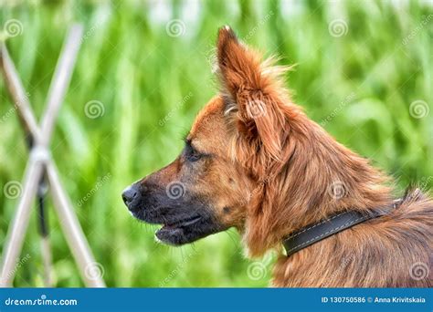Beautiful Red Dog Metis Sheepdogs Stock Photo - Image of cute, looking ...