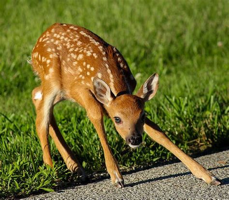 Cute Nervous Fawn By Harold Hopkins Animals Animals Wild Cute Animals