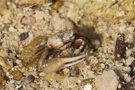 Fiddler Crab Guide Pacific Coast Of The Americas Naturalista Colombia