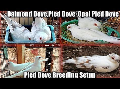 Original Silver Pied Dove Daimond Pied Dove Dove Breeding Setup