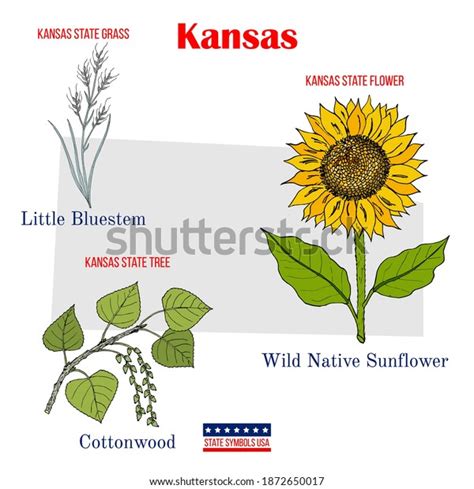 530 State Flower Kansas Images, Stock Photos & Vectors | Shutterstock