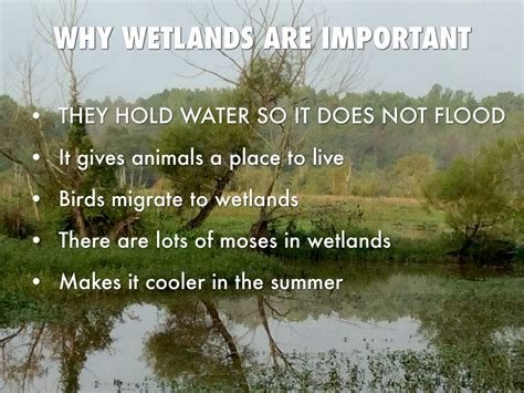 Wetlands By Haynes Morrow