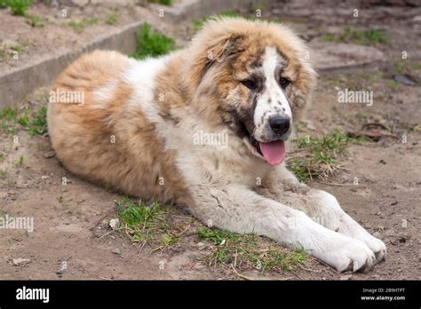 Seven Months Puppy Of Central Asian Shepherd Alabai Stock Photo Alamy