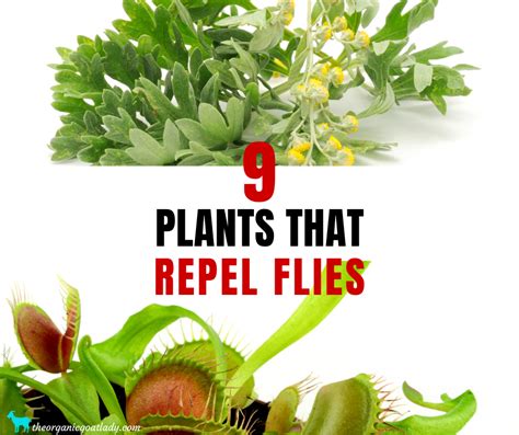 13 Plants That Repel Mosquitoes The Organic Goat Lady