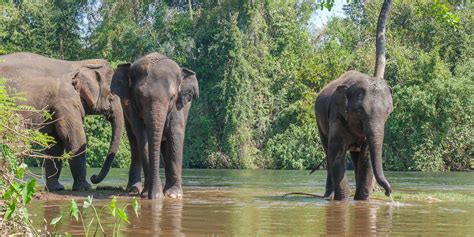 Elephants World, Kanchanaburi • Fan Club Thailand