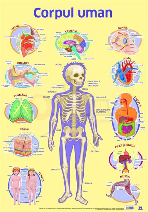 Anatomia şi Fiziologia Omului Biologie Corint Ialectiiro