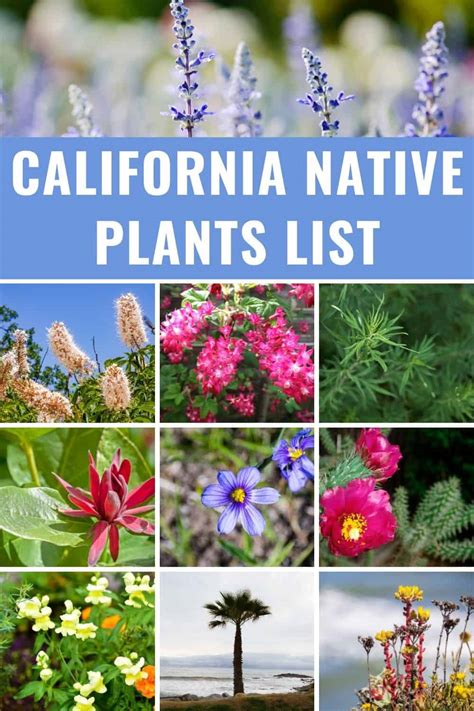 California Native Plants List Stunning Flowers Succulents Trees And Shrubs