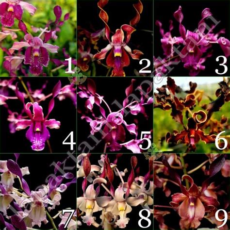 Jual Anggrek Dendrobium Pra Remaja Bunga Melintir Keriting Hybrid