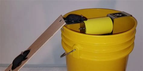 Bucket Mouse Traps Five Gallon Ideas 60 Off