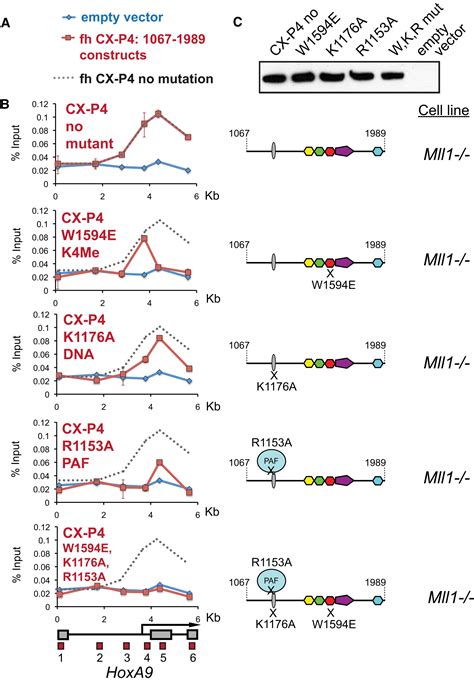 Multiple Interactions Recruit Mll1 And Mll1 Fusion Proteins To The Hoxa9 Locus In Leukemogenesis