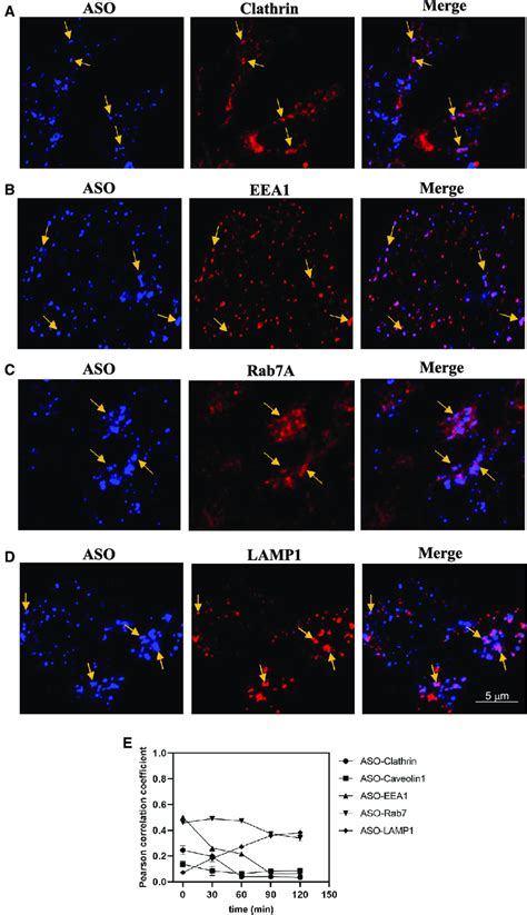 Trafficking Of Ps Aso In Hare Cell After Stabilin Mediated