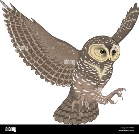 Owl Flying Illustration Stock Vector Images Alamy