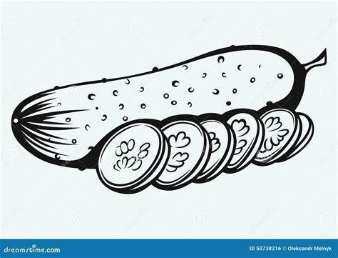 Cucumber And Slices Stock Vector Illustration Of Nutrient 50738316