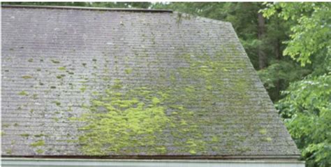 How To Remove Algae And Mold From Your Roof Roof Maxx